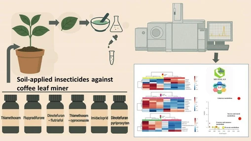 Insecticide-Induced Perturbations in Sugar Metabolism and Alkaloid Biosynthesis in Coffea arabica (L.) Seedlings