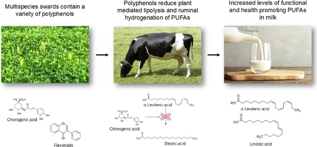<p>ACS Agric. Sci. Technol. 2025, 5, 4, 499–512: Graphical abstract</p>