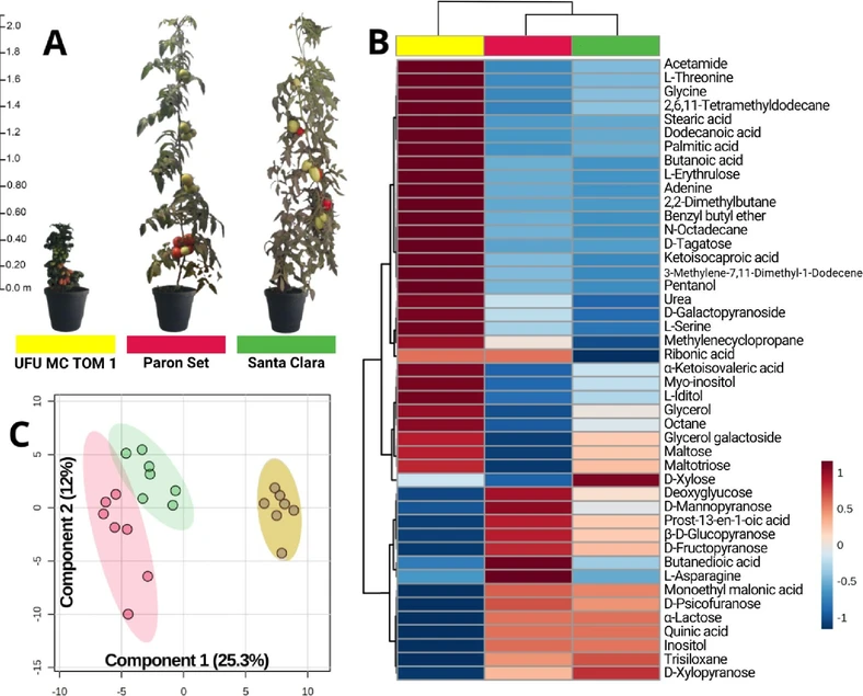 ACS Agric. Sci. Technol. 2026, 6, 1, 83–91: Figure 1. (A) Visual comparison of the three cultivars. (B) Heatmap of the mean intensity levels across the analyzed groups: UFU MC TOM 1 (yellow), Paron Set (red), and Santa Clara (green). (C) PLS-DA plot, accounting for 37.3% of the observed variation in group separation.