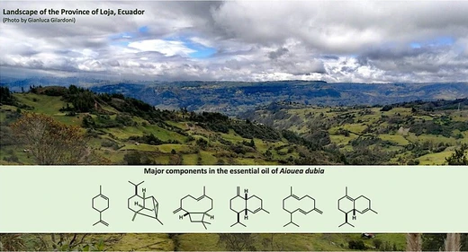 The Chemical and Enantioselective Analysis of a New Essential Oil Produced by the Native Andean Species Aiouea dubia (Kunth) Mez from Ecuador