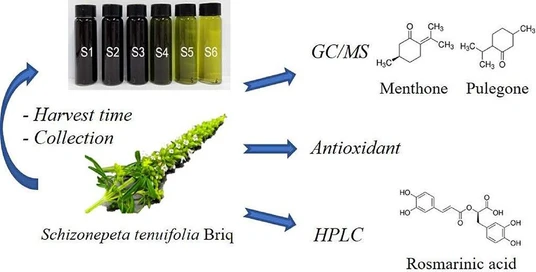 Effect of Harvest Time on the Biofunctional Properties of Schizonepeta tenuifolia Briq