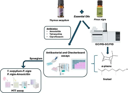 In Vitro Antibacterial Potential of Pinus nigra-Thymus serpyllum Essential Oil and Antibiotic Combinations
