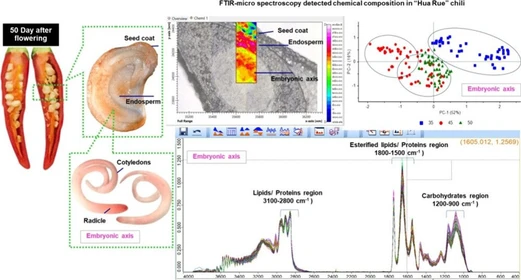 Chemical Composition and Biochemical Changes during Fruit Development on Seed Quality in Hot Chili (Capsicum annuum L.)