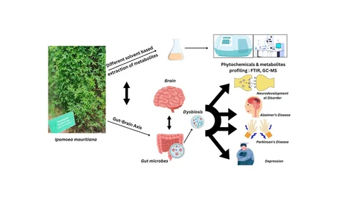 Elucidation of Dual Antimicrobial and Anti-Parkinsonian Activities through an In-Silico Approach of Ipomoea mauritiana Jacq. in the Context of the Gut–Brain Axis