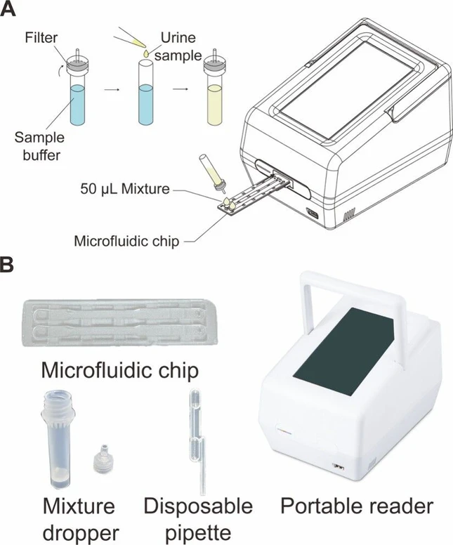 ACS Omega 2026, 11, 8, 13697–13705: Figure 1. Microfluidic assay. (A) Pretreatment of the urine specimen. To prepare the measurement, the user mixes the urine specimen with specimen buffer at a 1:10 ratio in the mixture dropper and then loads 50 μL of the mixture into each channel. (B) Photographs of the microfluidic assay. It shows the main elements of the assay system, comprising the microfluidic chip, mixture dropper, disposable pipet, and the portable reader device.