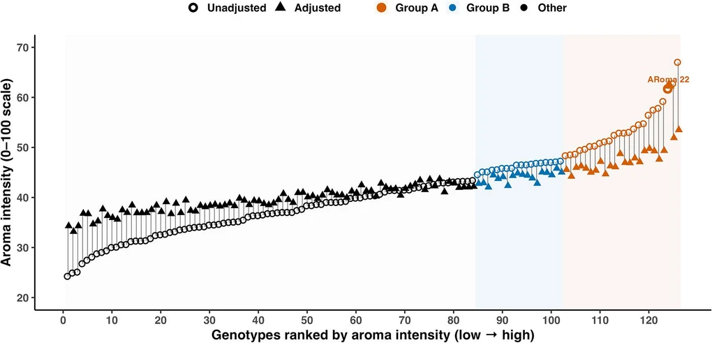 ACS Omega 2026: Figure 1. Comparison of unadjusted and bias-adjusted aroma intensity across rice genotypes.