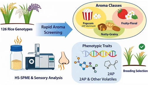 Developing Quick Screening Method to Identify Rice Cultivars with Unique Aromatic Features