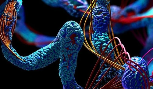 The mystery of de novo proteins revealed by Czech and German researchers