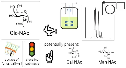 Selective and Accurate Quantification of N-Acetylglucosamine in Biotechnological Cell Samples via GC–MS/MS and GC–TOFMS