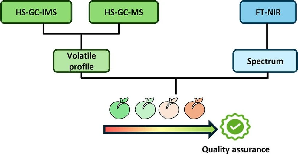 <p>J. Agric. Food Chem. 2025, 73, 26, 16636–16647: Graphical abstract</p>