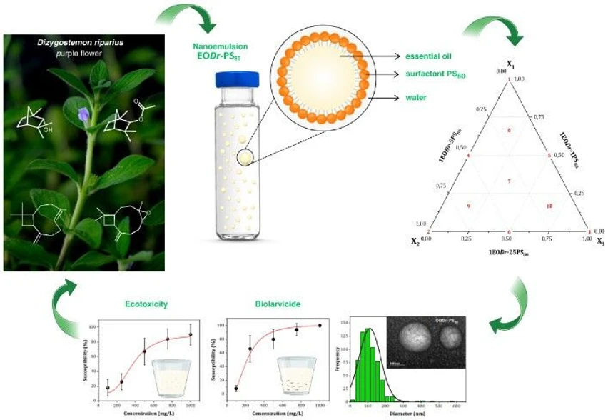 <p>J. Agric. Food Chem. 2025, 73, 31, 19327–19339: Graphical abstract</p>