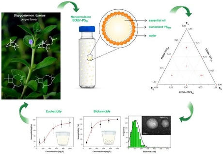 Influence of Polysorbate 80 on the Larvicidal and Ecotoxicological Profile of Dizygostemon riparius Essential Oil Nanoemulsion: Insights into Green Nanotechnology