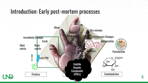 Identifying the transition from antemortem to post-mortem odor in cadavers cadavers in an outdoor environment (Darshil Patel, MDCW 2026)
