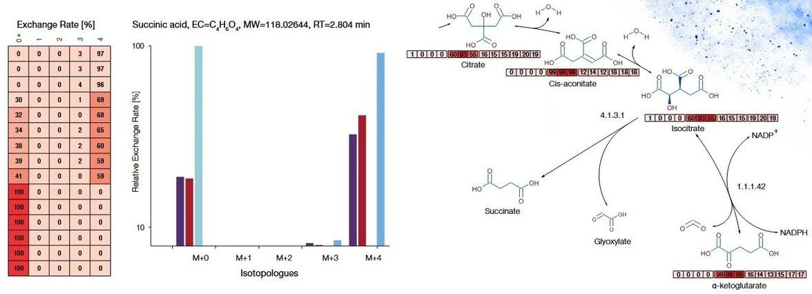 Thermo Scientific Compound Discoverer software: Compound Discover software supports untargeted stable isotope labeling workflows with visualizations of fractional label incorporation. Left-to-right: Details for fractional label incorporation (exchange rate) for isotopologues of succinic acid (C4H6O4) across 15 samples; isotopologue plot showing exchange rates for isotopologues of succinic acid measured for 4 samples; Metabolika pathways showing a detail of the TCA cycle with data overlay of the overall exchange rates measured across 4 sample groups with multiple replicates.