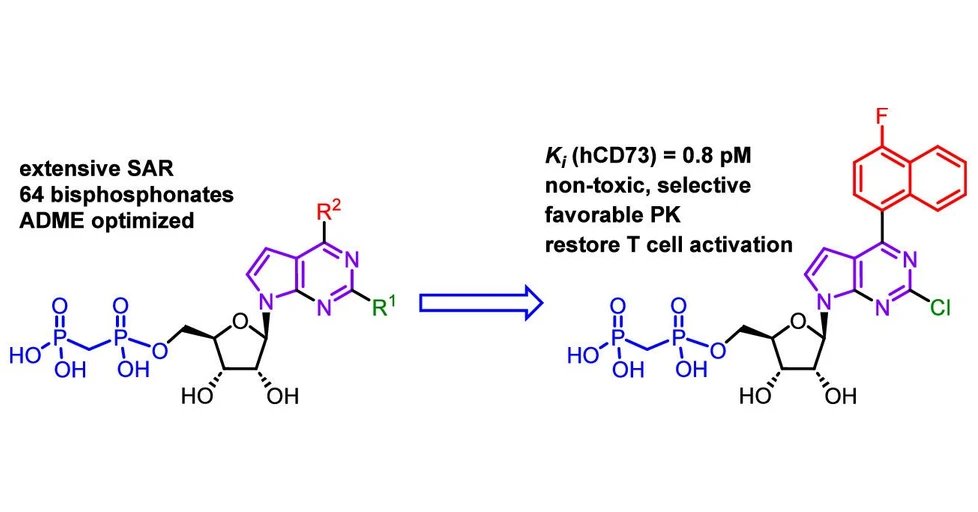 <p><strong>IOCB Prague:</strong> Development of potent inhibitors to boost the immune system's ability to fight cancer</p>