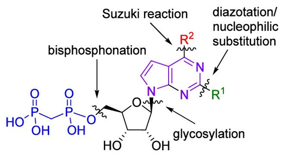 IOCB Prague: Development of potent inhibitors to boost the immune system's ability to fight cancer