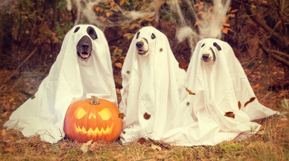 Pixabay/nancy sticke: Halloween Webinar Series: Ghost Peaks & Friends (Peak Issues)